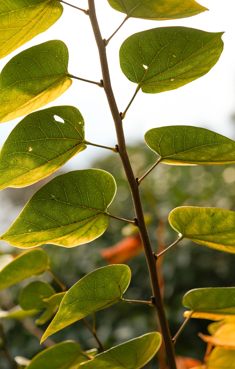 Sunlit green leaves on a slender branch